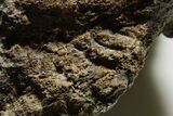 Theropod Dinosaur (Allosaurus) Femur - Bite Marks! #371504-4